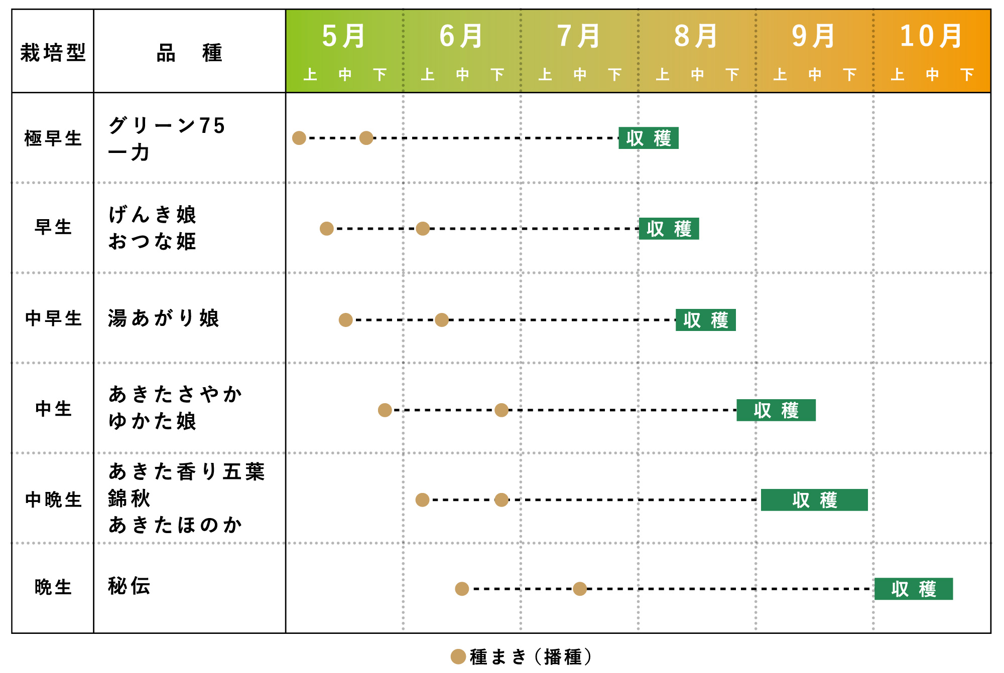 えだまめの収穫時期（仮）