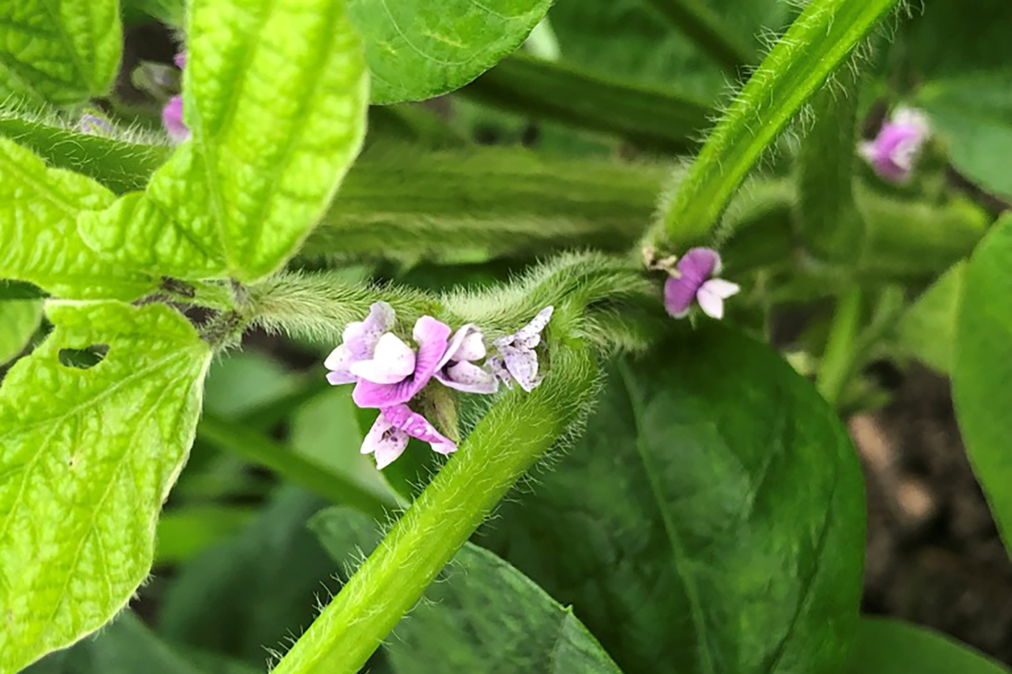 えだまめの花